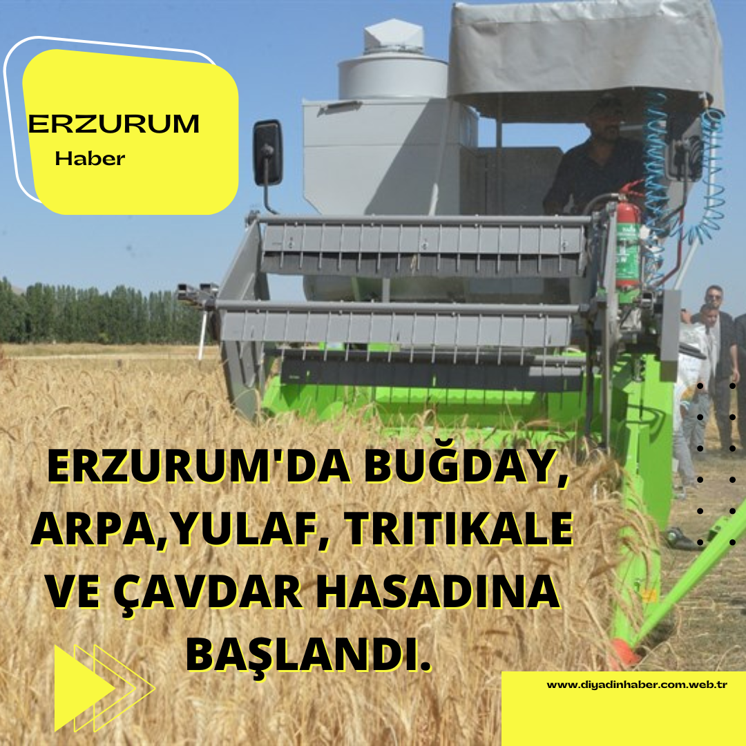 Erzurum’da buğday, arpa, yulaf, tritikale ve çavdar hasadına başlandı. 