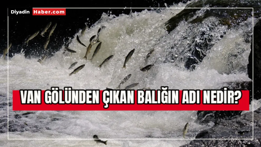 VAN GÖLÜNDEN ÇIKAN BALIĞIN ADI NEDİR?