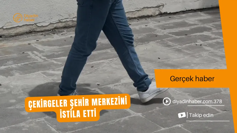 ÇEKİRGELER ŞEHİR MERKEZİNİ İSTİLA ETTİ.