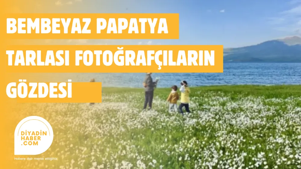 BEMBEYAZ PAPATYA TARLASI FOTOĞRAFÇILARIN GÖZDESİ 