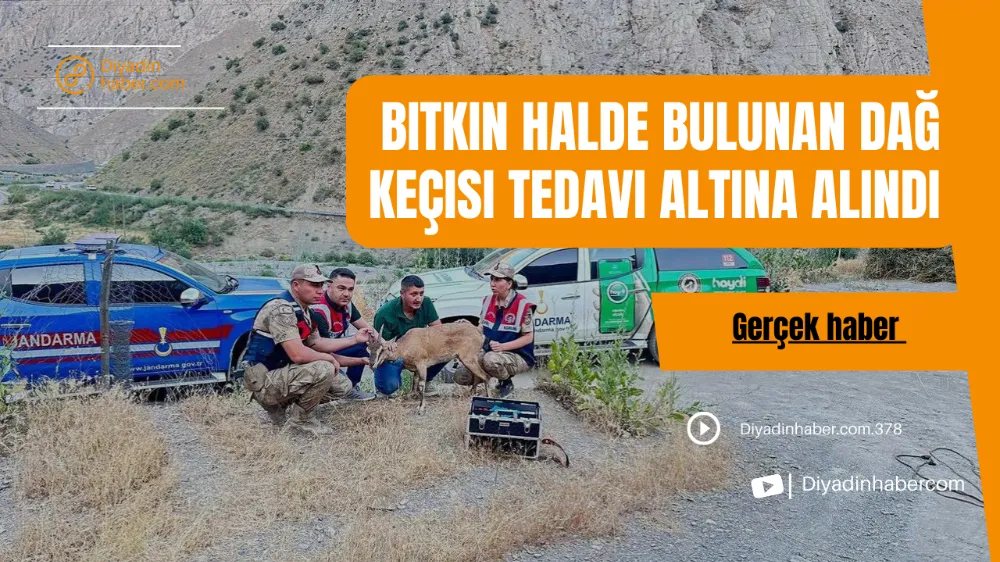 BİTKİN HALDE BULUNAN DAĞ KEÇİSİ TEDAVİ ALTINA ALINDI.