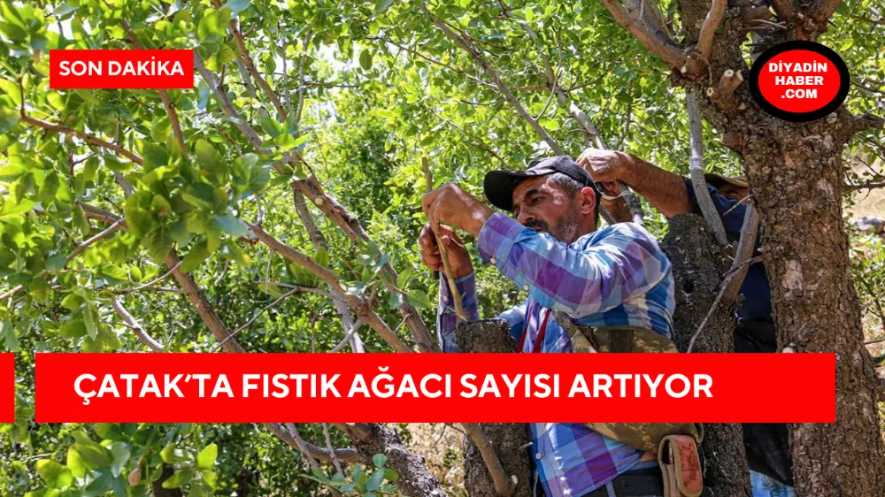 ÇATAK’TA FISTIK AĞACI SAYISI ARTIYOR!