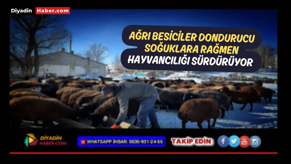 Ağrılı besiciler dondurucu soğuklara rağmen hayvancılığı sürdürüyor