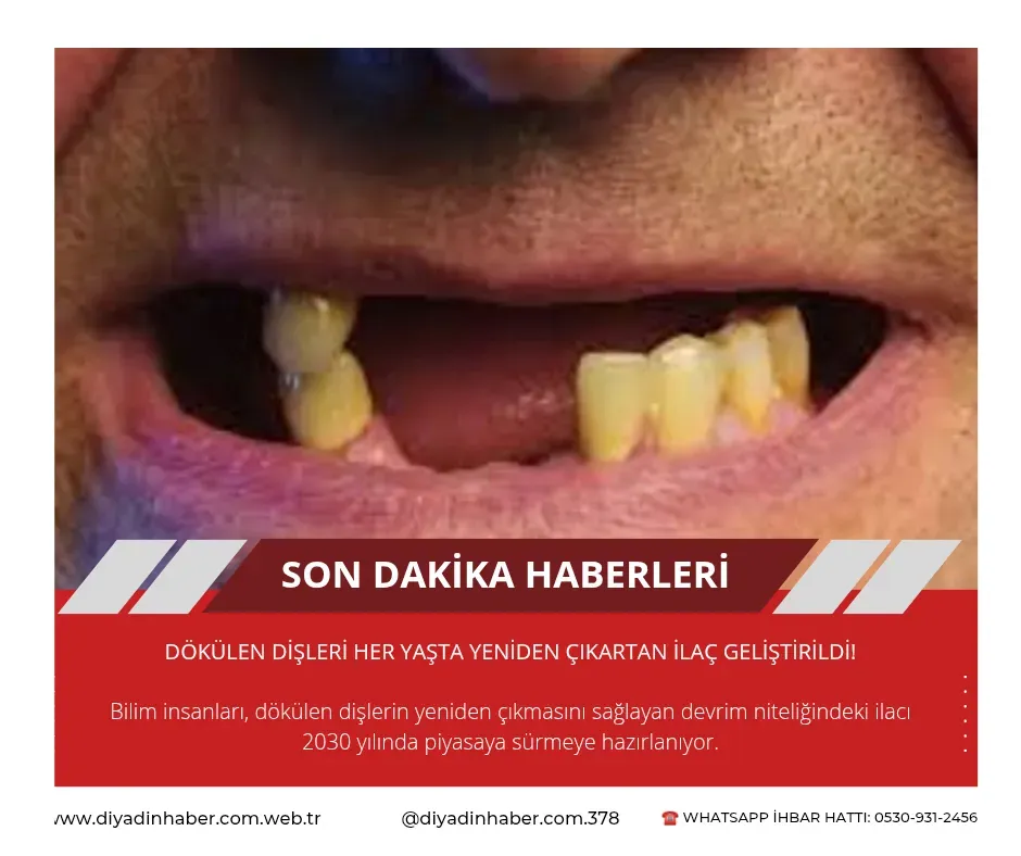 Dökülen dişleri her yaşta yeniden çıkartan ilaç geliştirildi!