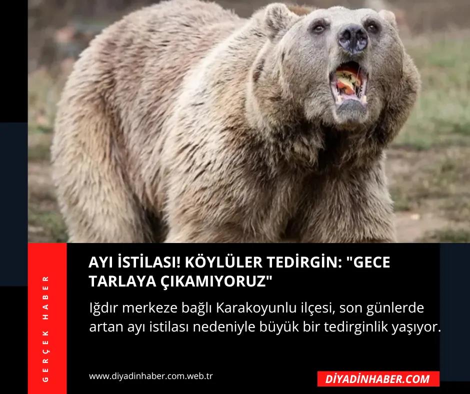 AYI İSTİLASI! KÖYLÜLER TEDİRGİN: 