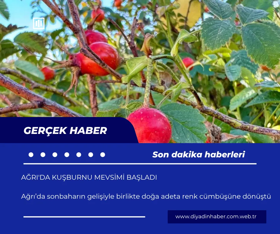Ağrı’da Kuşburnu Mevsimi Başladı.