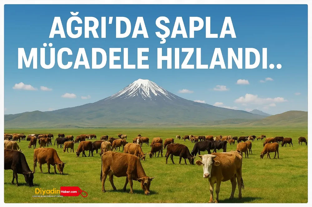 Ağrı’da Şapla Mücadele Hızlandı.