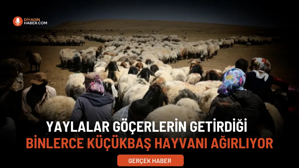 YAYLALAR GÖÇERLERİN GETİRDİĞİ BİNLERCE KÜÇÜKBAŞ HAYVANI AĞIRLIYOR.