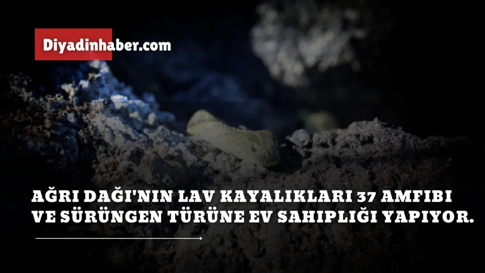 Ağrı Dağı