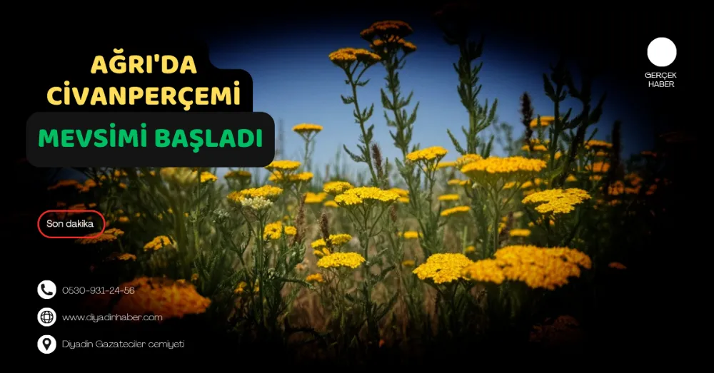 Ağrı’da Civanperçemi Mevsimi Başladı.