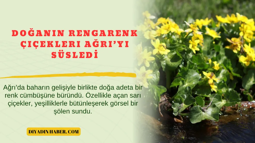 Doğanın rengarenk çiçekleri Ağrı’yı süsledi. 