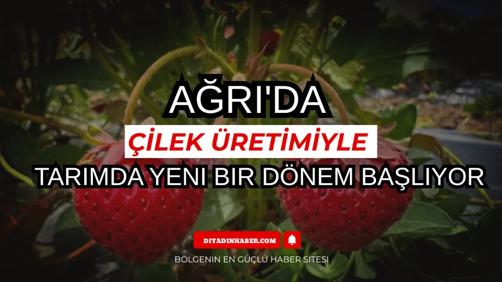 Ağrı’da Çilek Üretimiyle Tarımda Yeni Bir Dönem Başlıyor. 