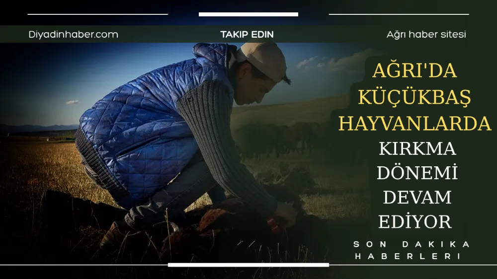 Ağrı’da Küçükbaş Hayvanlarda Kırkma Dönemi Devam Ediyor.