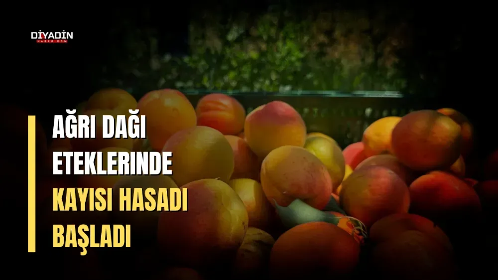 Ağrı Dağı eteklerinde çiçek açan kayısı ağaçları görsel şölen oluşturdu..