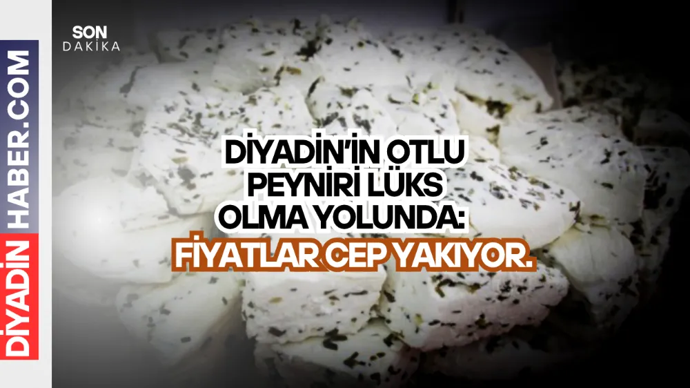 Diyadin’in Otlu Peyniri Lüks Olma Yolunda: fiyatlar cep yakıyor.