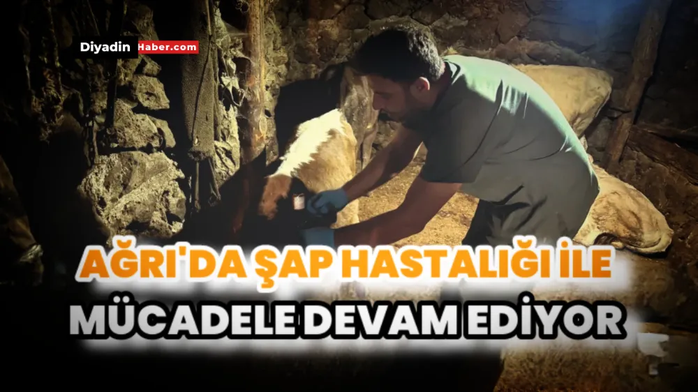 Ağrı’da şap hastalığına karşı SAT-1 aşı çalışmaları sürüyor.