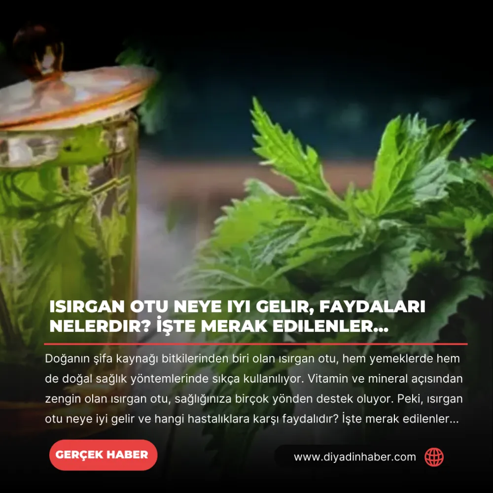 Isırgan otu neye iyi gelir, faydaları nelerdir? İşte merak edilenler...