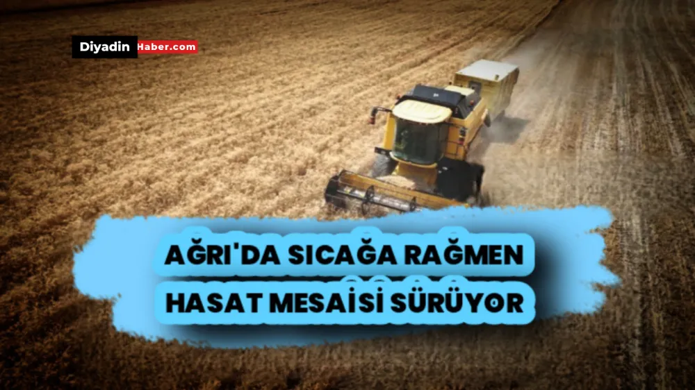 Ağrı’da Sıcağa Rağmen Hasat Mesaisi Sürüyor.