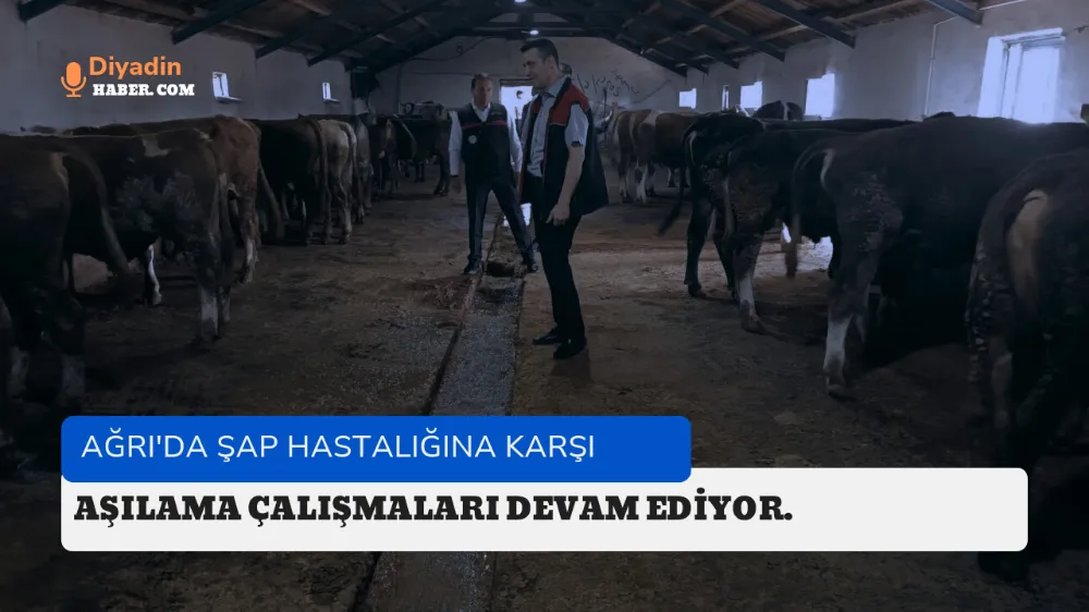 Ağrı’da Şap Hastalığına Karşı Aşılama Çalışmaları Devam Ediyor. 