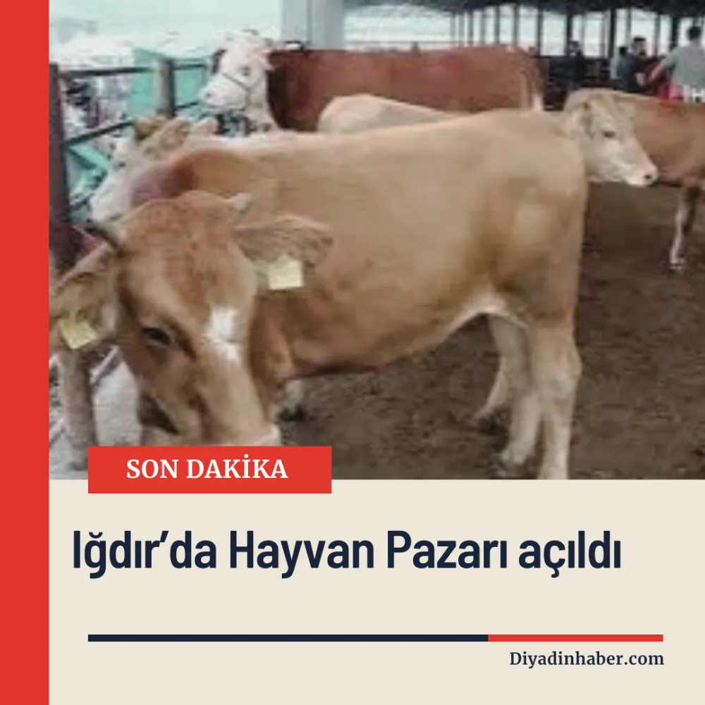 Iğdır’da Hayvan Pazarı açıldı.