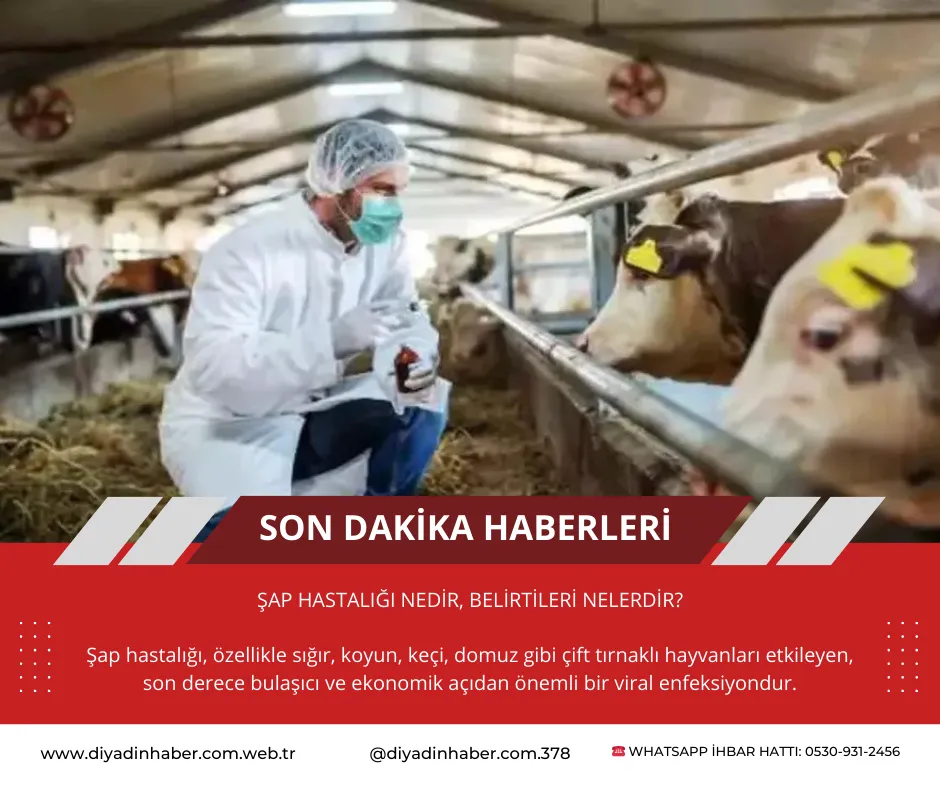 Şap hastalığı nedir, belirtileri nelerdir. 