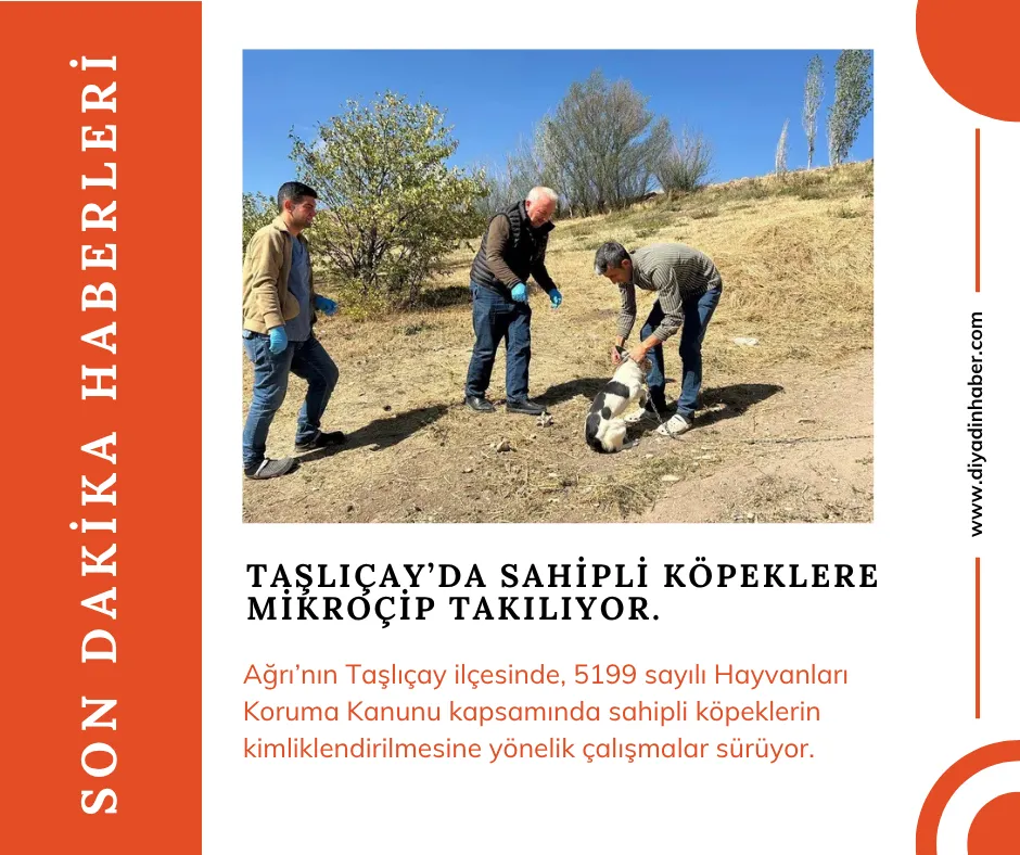 Taşlıçay’da sahipli köpeklere mikroçip takılıyor.