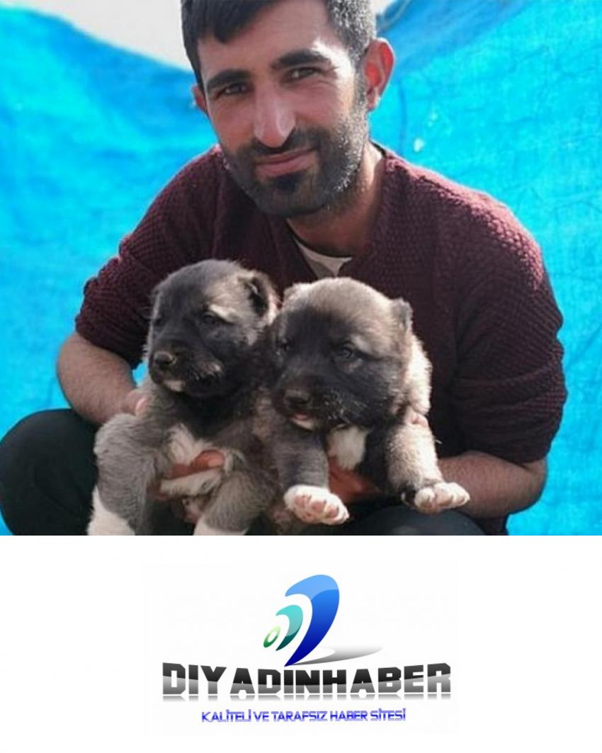 Ağrı`da Kangal Köpekleri Çiftliği Kuruldu